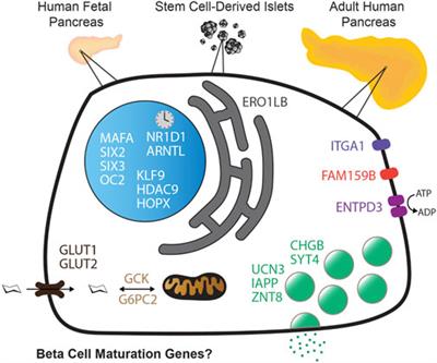 Validating expression of beta cell maturation-associated genes in human pancreas development